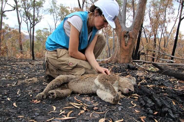 Scientists find burnt, starving koalas weeks after the bushfires