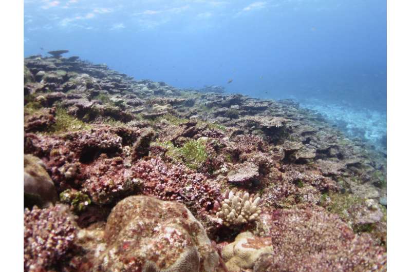 University of Guam: Two climate patterns predict coral bleaching months earlier