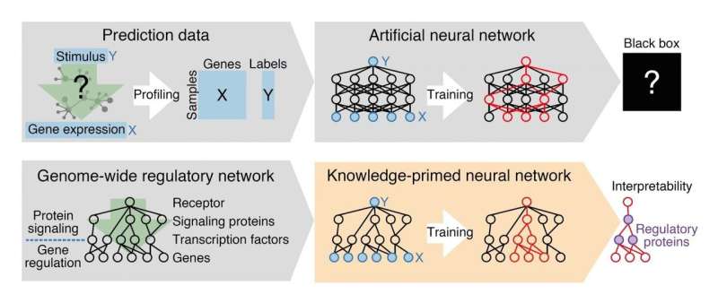 Deep learning on cell signaling networks establishes AI for single-cell biology