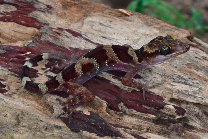 Scientists discover bent-toed gecko species in Cambodia