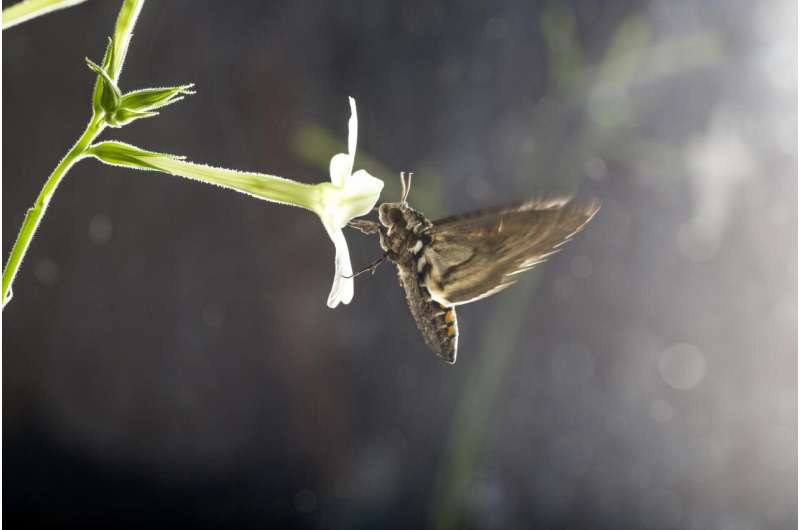 Air pollution renders flower odors unattractive to moths