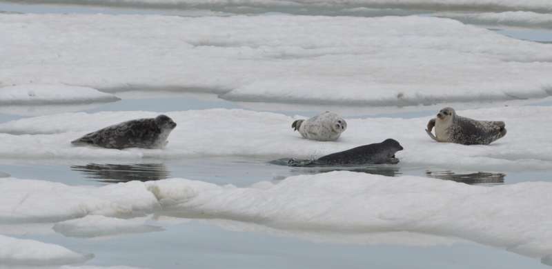 Climate change threatens relationship between polar bears and ringed seals