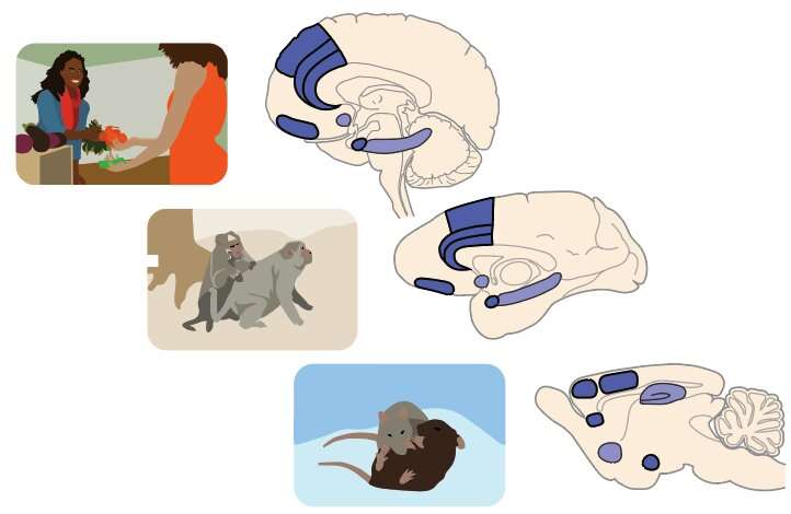 Exploring the role of prefrontal-amygdala brain circuits in social decision-making