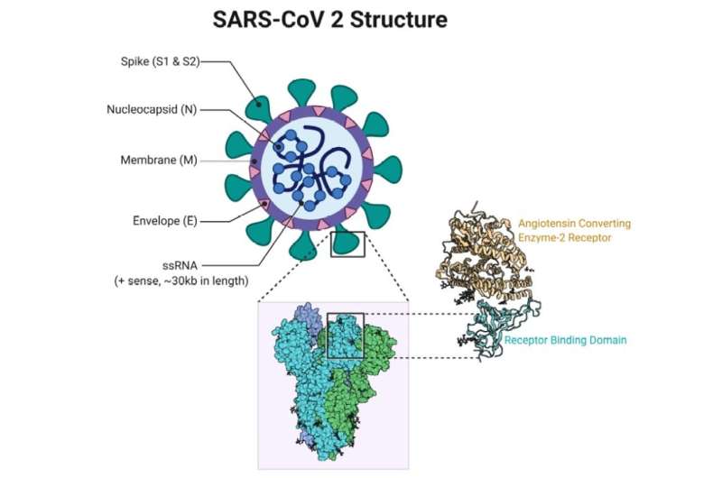 New coronavirus variant: what is the spike protein and why are mutations on it important?