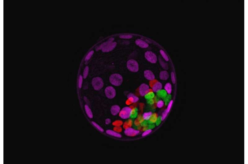 Researchers discover a new method to regulate cell plasticity