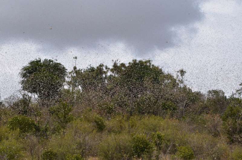 Researchers investigate a plague of locusts in East Africa