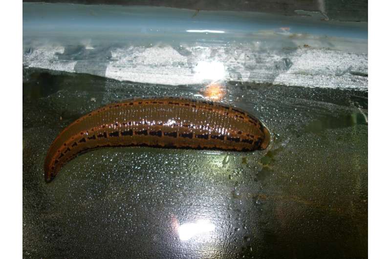Researchers take a bloody good look at the medicinal leech genome