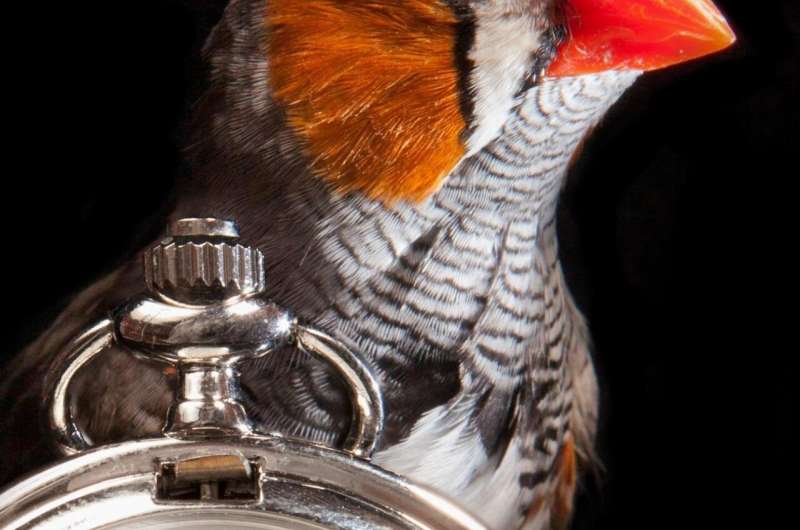 Researchers deconstruct the &quot;biological clock&quot; that regulates birdsong