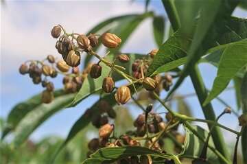 Environmental cues control cassava flowering