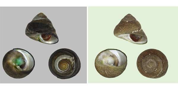 New species of edible marine snail