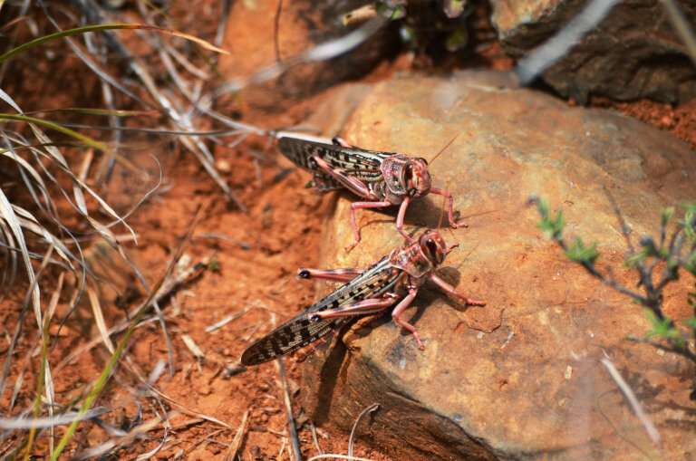 Researchers investigate a plague of locusts in East Africa
