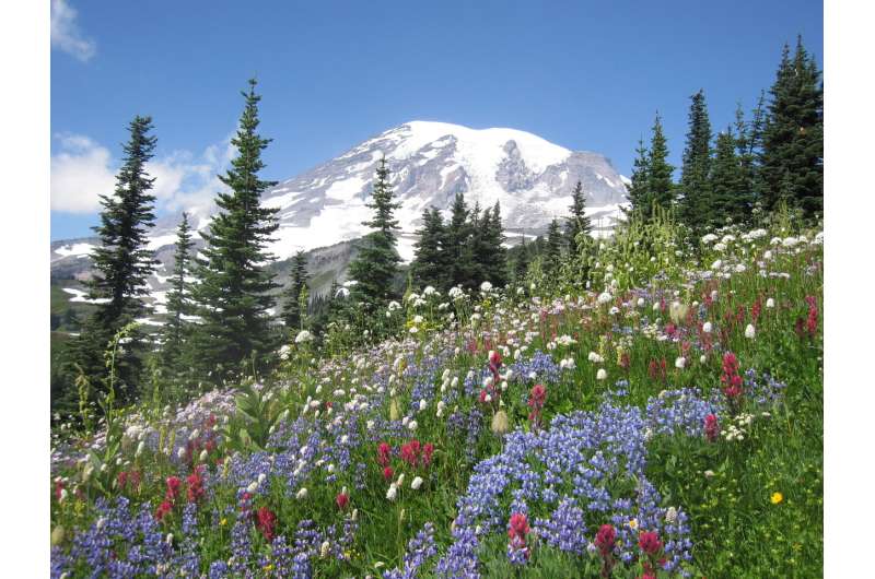 Climate change at Mount Rainier to increase 'mismatch' between visitors, wildflowers