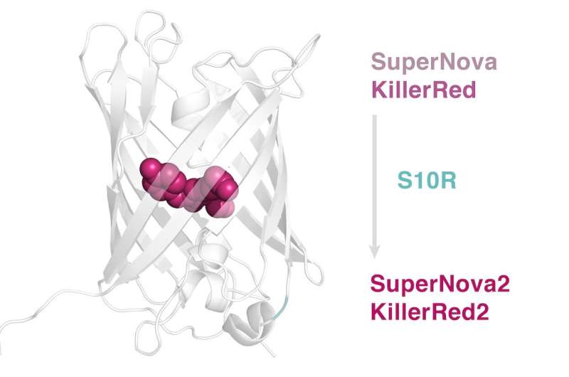 Scientists create a new phototoxic protein, SuperNova2
