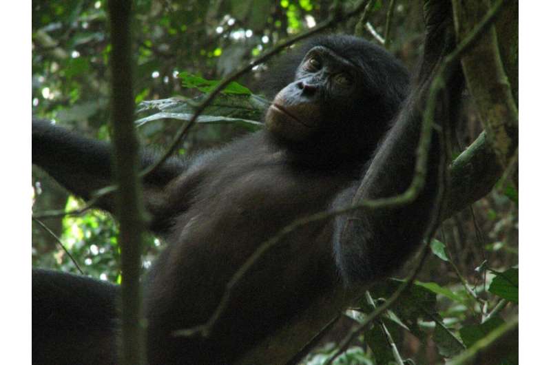 Scientists identify new species of crystal-encrusted truffle, thanks to bonobos