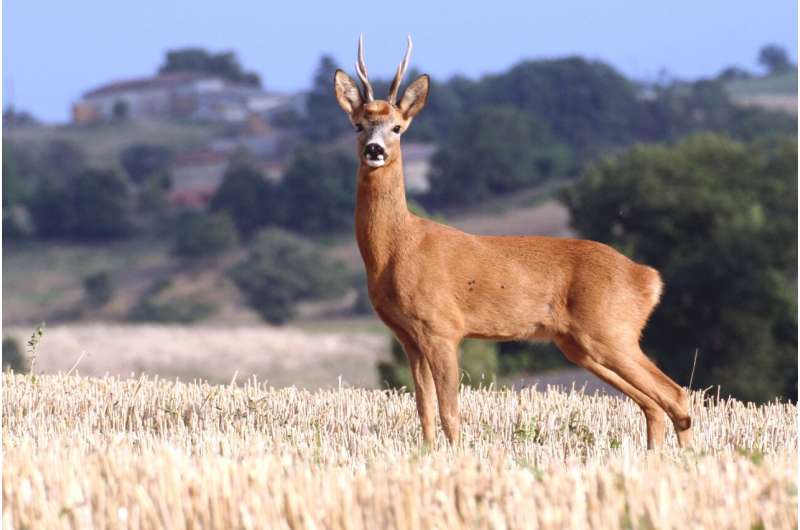 International study gets at the root of what makes deer migrate