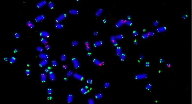 Researchers find protein that helps cancer cells to survive