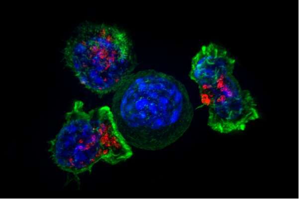 Scientists identify dozens of genes allowing cancer cells to evade the immune system