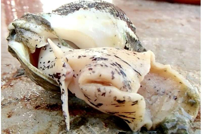 Climate change could threaten sea snails in mid-Atlantic waters