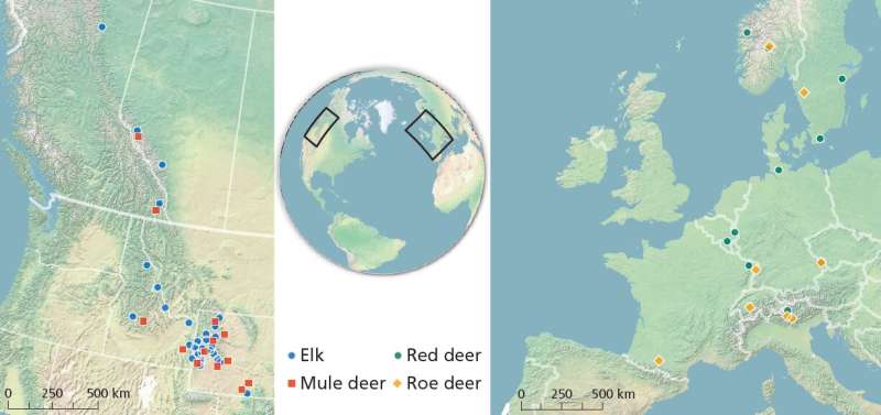 International study gets at the root of what makes deer migrate
