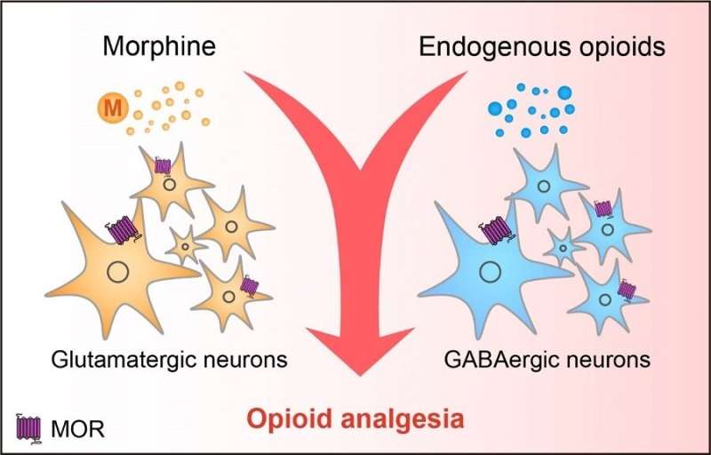 Researchers reveal neural mechanisms underlying opioid analgesia