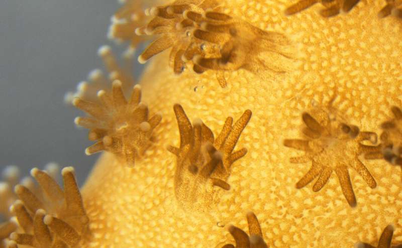 3-D printed corals, new bioreactors to boost microalgae production for biofuels