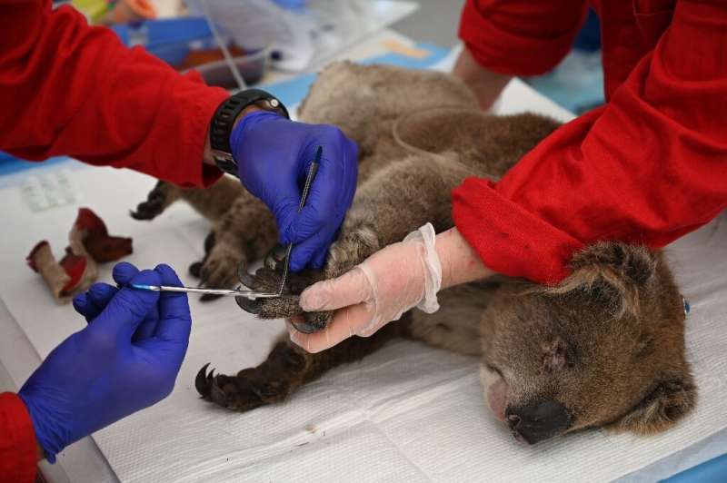 An injured koala is  treated for burns by a vet at the Kangaroo Island Wildlife Park