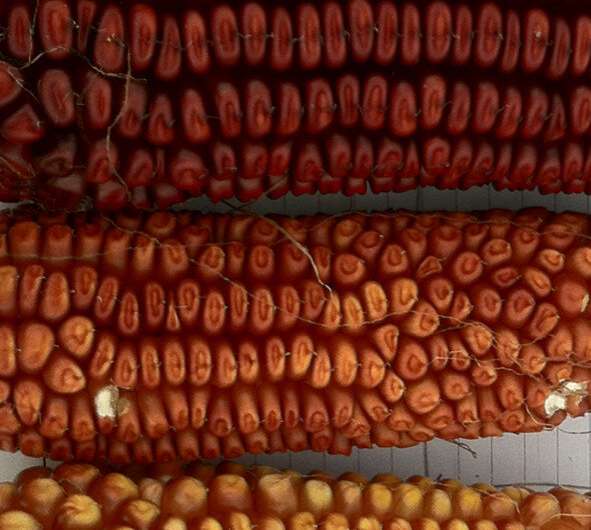 Antioxidants in corn line could aid human IBD protection, therapy