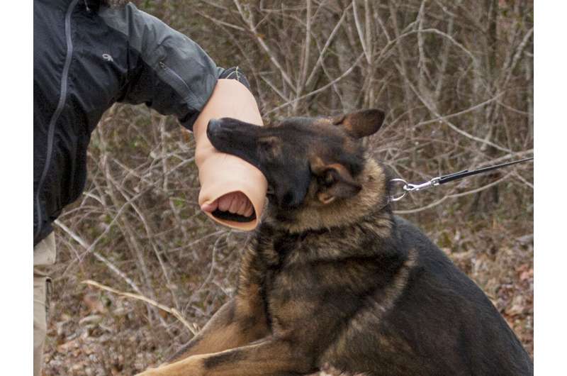 Army scientists develop realistic canine bite sleeve to improve training