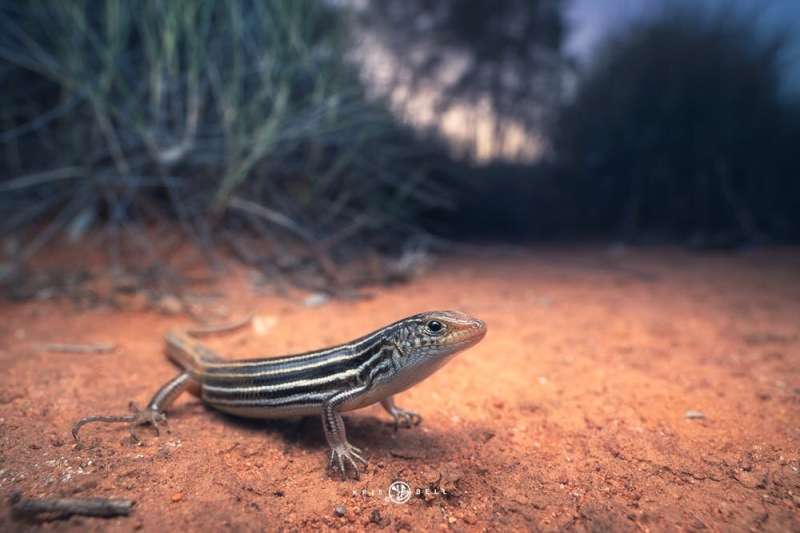 Australia is full of lizards, so I went bush to find out why