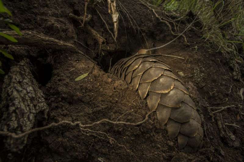 Back from extinction: a world first effort to return  threatened pangolins to the wild