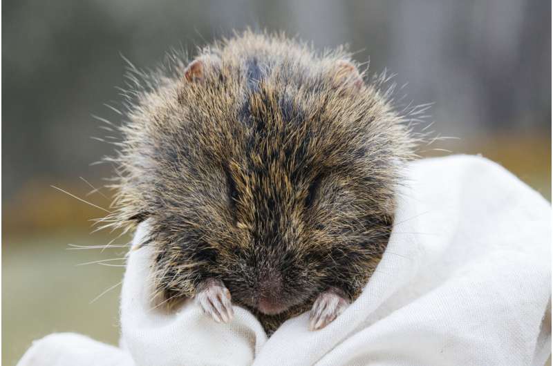 Bushfires and climate change threaten the future of native Australian rodent