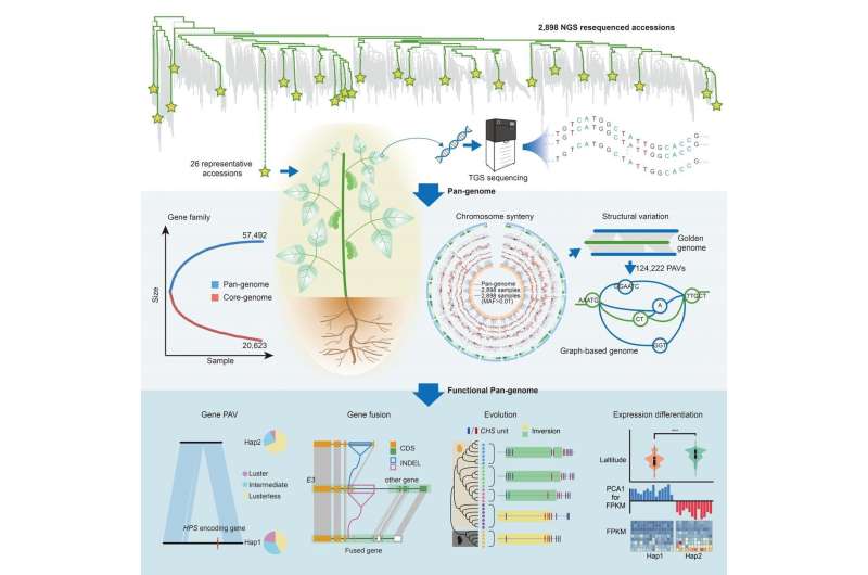 Chinese scientists construct high-quality graph-based soybean genome