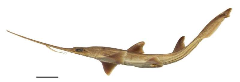 Comment: We’ve just discovered two new shark species
