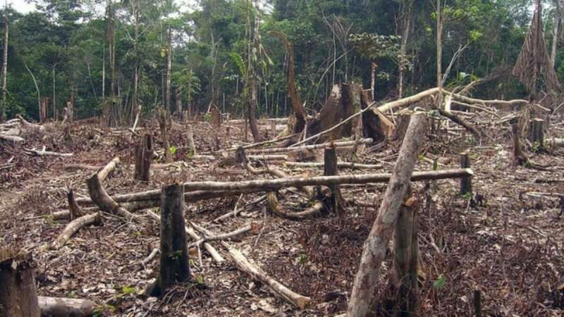 Deforestation surged following end of armed conflict in Colombia