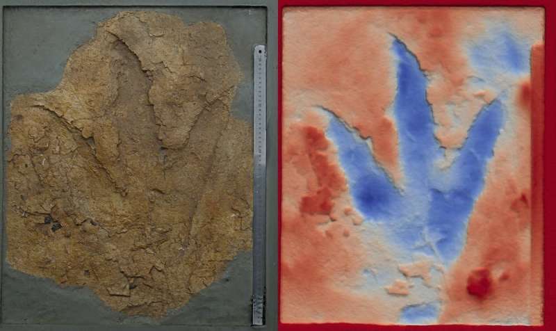 Dinosaur footprints show predators as big as _T. rex_ stomped across Australia 160 million years ago