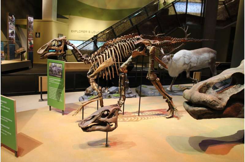 Dinosaurs' unique bone structure key to carrying weight