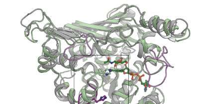 Discovery of bacterial enzyme activity could lead to new sugar-based drugs