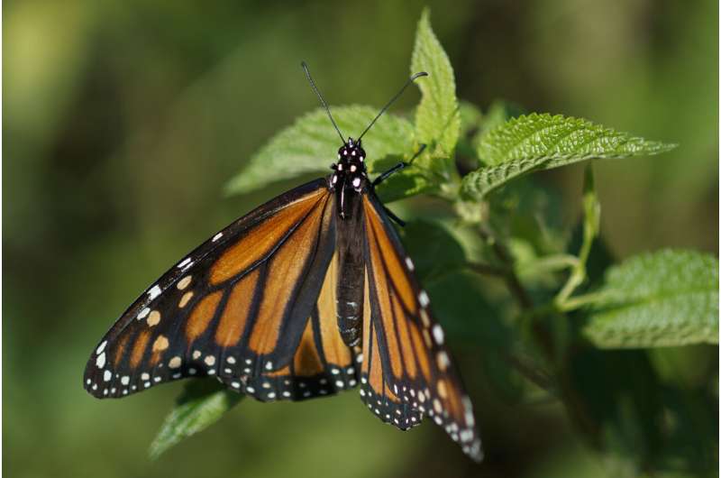 Endangered-species decision expected on beloved butterfly