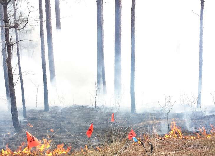 Forest 'duff' must be considered in controlled burning to avoid damaging trees