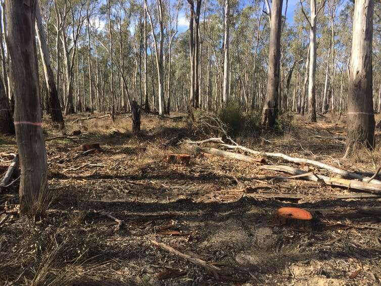 Forest thinning is controversial, but it shouldn’t be ruled out for managing bushfires