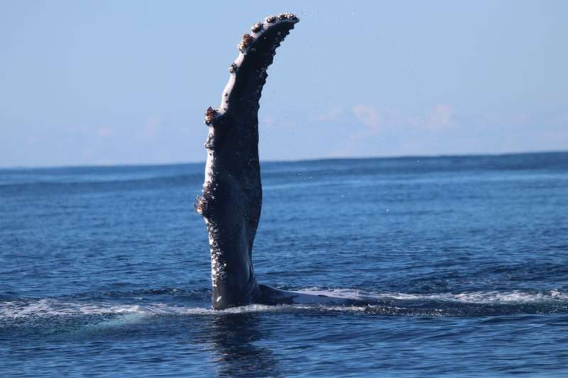 Humpback whales are adapting to warming water, but how much can they take?