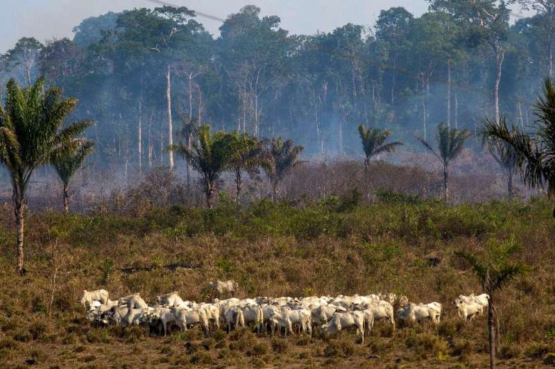 In this file photo taken on August 25, 2019 cattle graze with a burnt area in the background after a fire in the Amazon rainfore