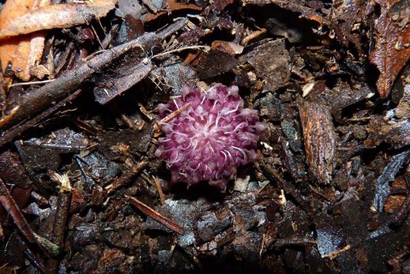 'Like finding life on Mars': why the underground orchid is Australia's strangest, most mysterious flower