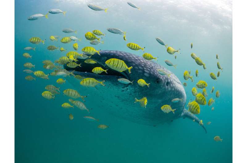 Lockdowns are no problem for whale sharks in Tanzania