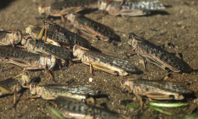 Locust invasion threatens wildlife and livelihoods in Kenya