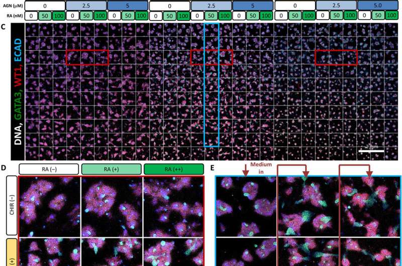 Multivariate patterning of human pluripotent cells reveals induced paracrine factors in kidney organoid development