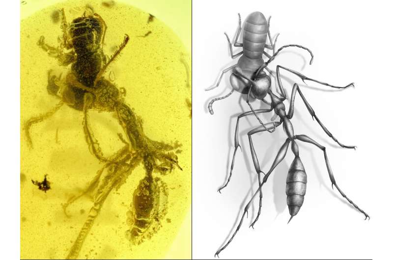 New fossil discovery shows how ancient 'hell ants' hunted with headgear