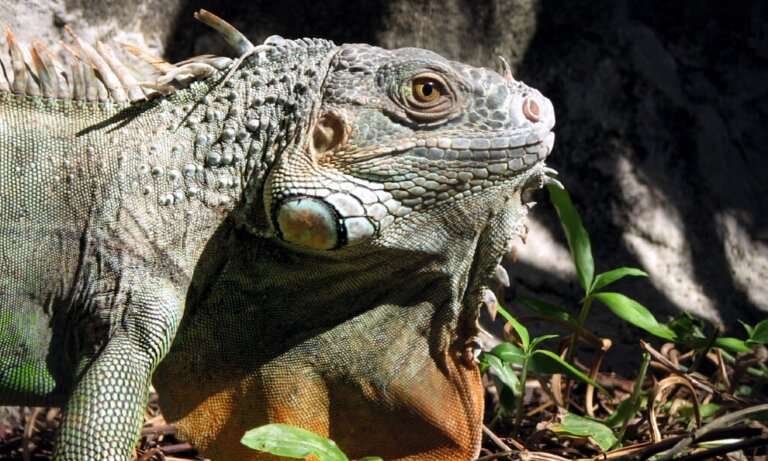 New iguana species found hiding in plain sight
