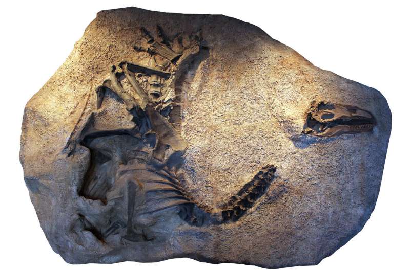 New species of Allosaurus discovered in Utah