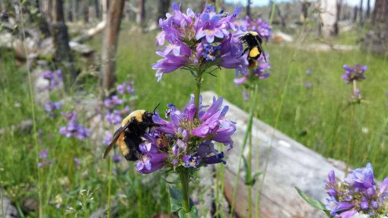 New study identifies bumble bees' favorite flowers to aid bee conservation